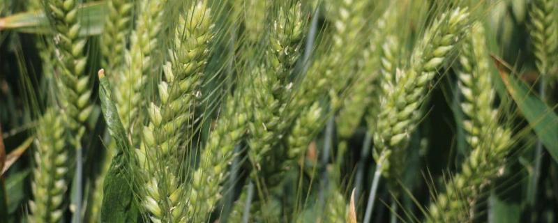 北麦16小麦品种的特性，每亩适宜基本苗43万左右