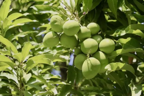 芒果树的种植，需要哪些环境和土壤