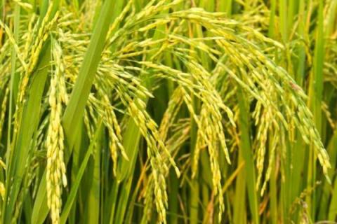 川绿优907水稻种子介绍，注意防治稻瘟病
