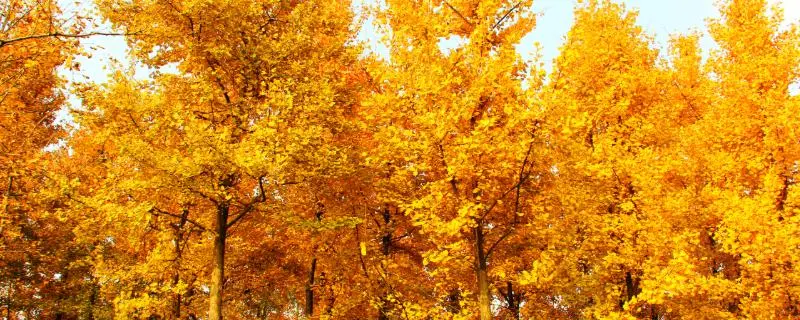银杏树叶变黄，秋天为什么会变黄