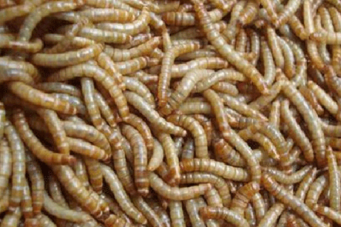 蛋白虫的养殖，蛋白虫是黄粉虫吗