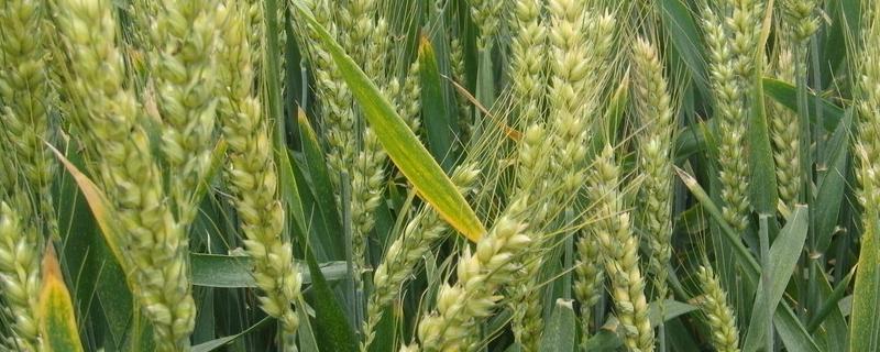 中麦93小麦品种的特性，全生育期251天