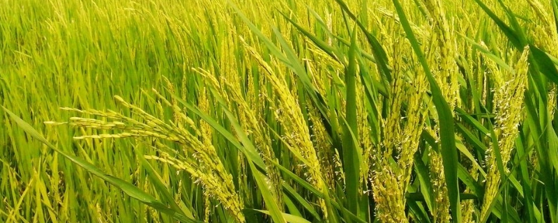 内优6183水稻品种简介，综合防治病虫害