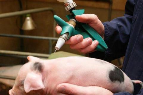 一公斤的猪打多少青霉素，用量多为5万单位