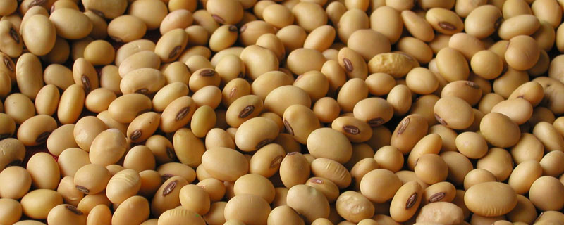 丹豆18大豆种子介绍，注意防治病虫害
