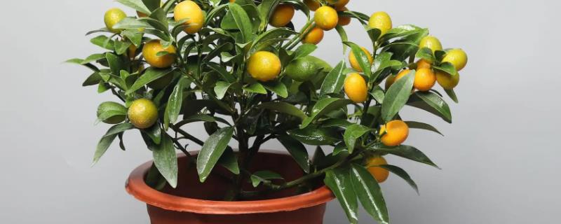 橘子树盆栽的养殖方法，适宜生长在光照充足的环境中