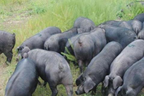 苏太母猪配什么公猪好，可选长白公猪、杜洛克猪、约克夏猪等