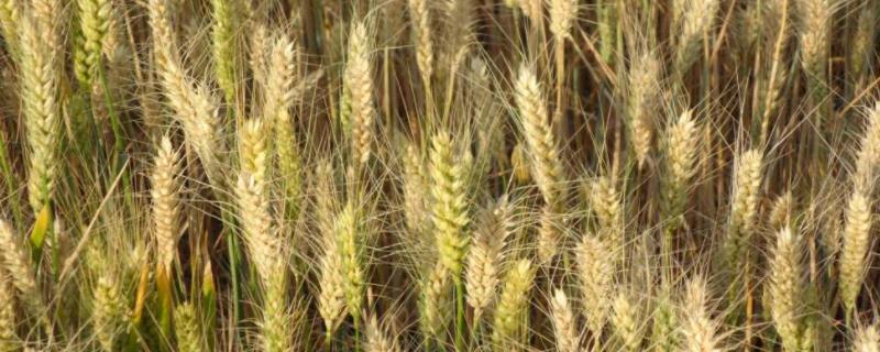 皖垦麦1221小麦品种简介，每亩适宜基本苗12万－20万