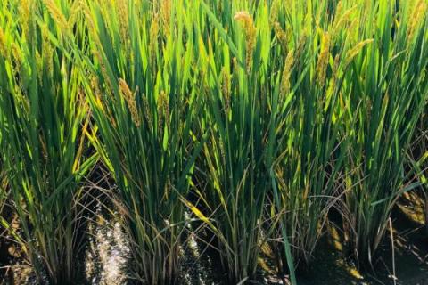 犇优88水稻种简介，大田每亩用种量5千克