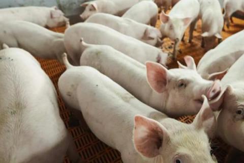 猪有多少个品种，目前我国在养的生猪品种中有104个