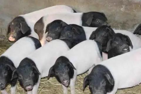 猪睡觉一般睡几个小时，睡眠时间为7.2小时左右