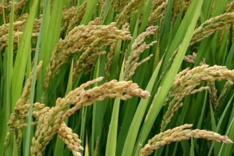 航两优1372水稻种子介绍，籼型两系杂交水稻品种