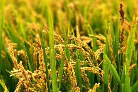 友香红稻水稻品种简介，籼型常规稻品种