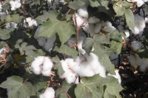 中棉所110棉花种子介绍，整个生育期长势好