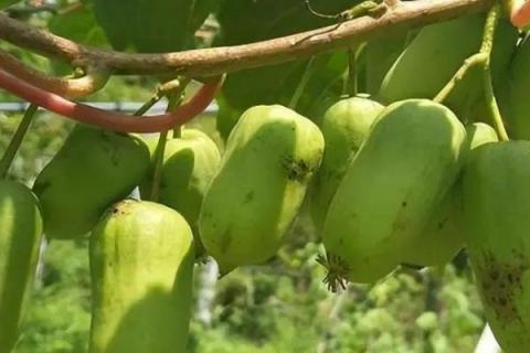 软枣猕猴桃的种植技术，一般采用硬枝扦插方法进行育苗