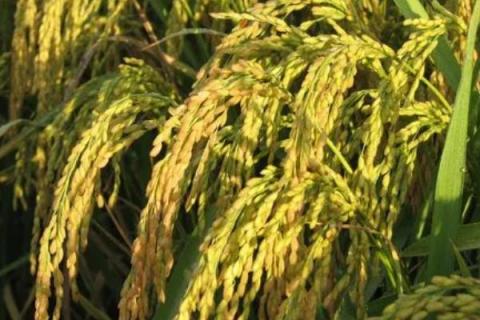 桂育糯188水稻种子特点，该品种属大穗中粒型品种