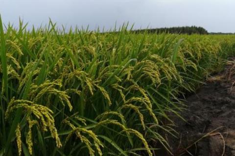 川作优8727水稻品种简介，综合防治病虫害