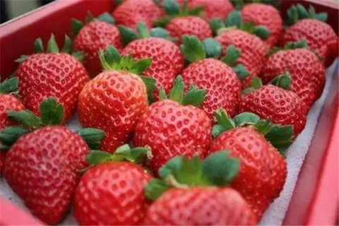 丹东草莓几月份结果，了解草莓种植周期