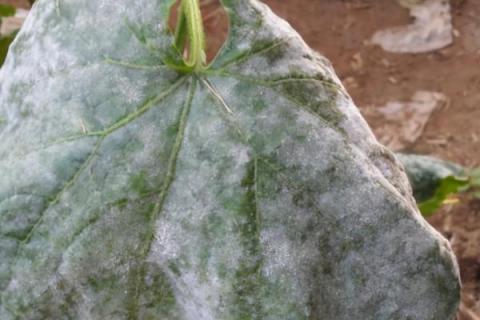 如何防治黄瓜白粉病，种植前可用烟熏剂密闭熏棚