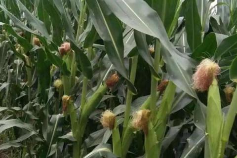 金诚12玉米种子介绍，5月下旬至6月上旬播种
