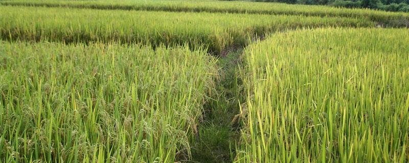 新粳4号水稻种子特点，非转基因品种