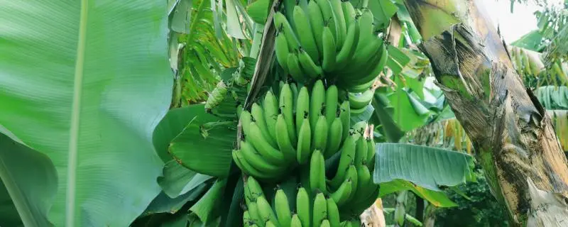 哪里的香蕉最好，探寻全球香蕉产地