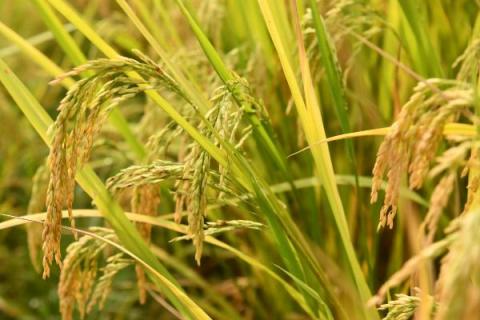 文糯2号（试验名称：文糯2号）水稻种子特征特性，及时做好病虫害的综合防治工作