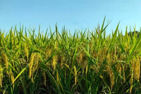 春季水稻种植技术，施肥和管理分享