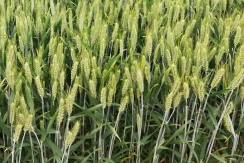 北麦16小麦品种的特性，每亩适宜基本苗43万左右