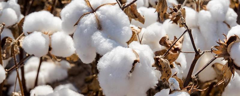 国欣棉25棉花品种的特性，爆发年份应及时防治