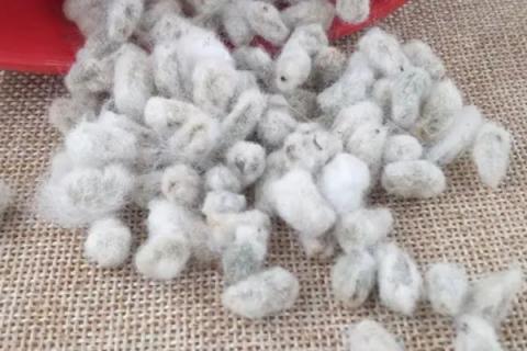 鲁棉696棉花种简介，转抗虫基因中熟常规品种