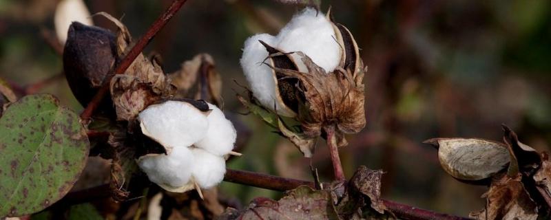 子鼎6号棉花品种的特性，为Ⅱ型早熟常规陆地棉品种标准