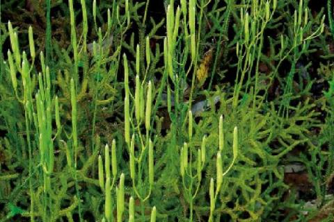 伸筋草是什么，是石松科植物石松的干燥全草