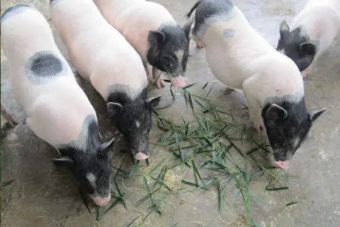 香猪养殖条件，管理要求