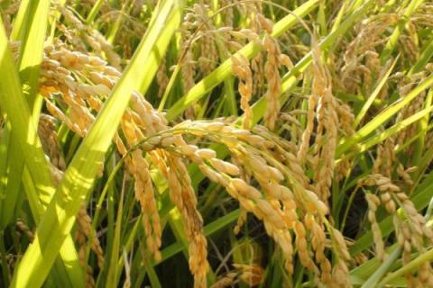 永丰优773水稻品种的特性，注意防治白叶枯病