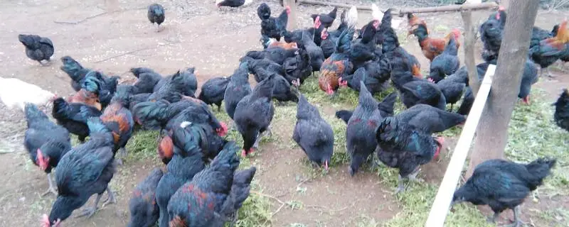 五黑鸡的缺点，不适宜养殖的原因