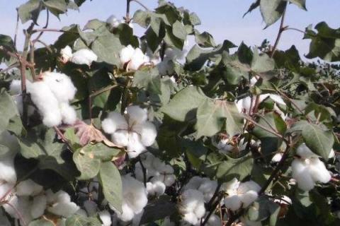 赣棉KS002棉花品种的特性，每亩施纯氮18公斤