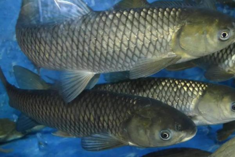 养殖草鱼的成本及利润，一亩鱼塘可以养多少条草鱼