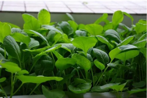 白菜苔什么时候种植，育苗与定植方法