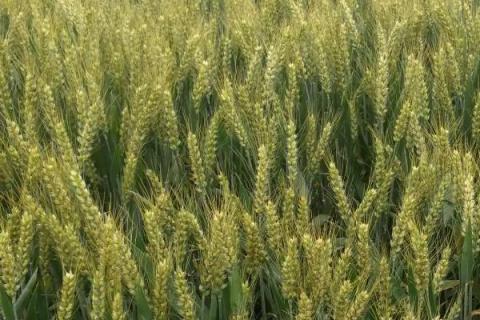 先天麦12号小麦种子特点，适宜播种期10月中下旬