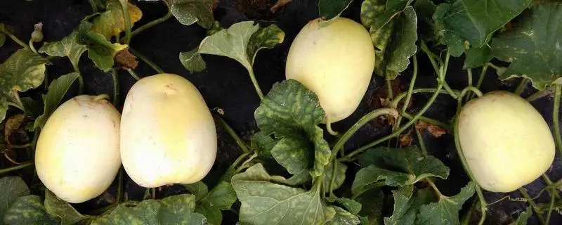白兰瓜栽培技术要点，如何高效提高产量
