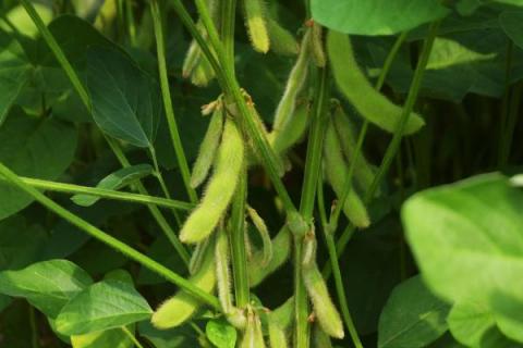 科豆7号大豆品种简介，发生病虫危害及时喷药防治