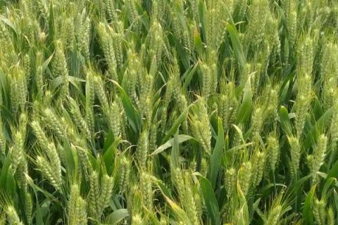 津强12号小麦种子特征特性，冬前整地达到播种状态