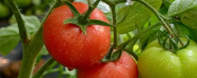 西红柿是什么时候传入中国的，是明朝万历年间传入中国的
