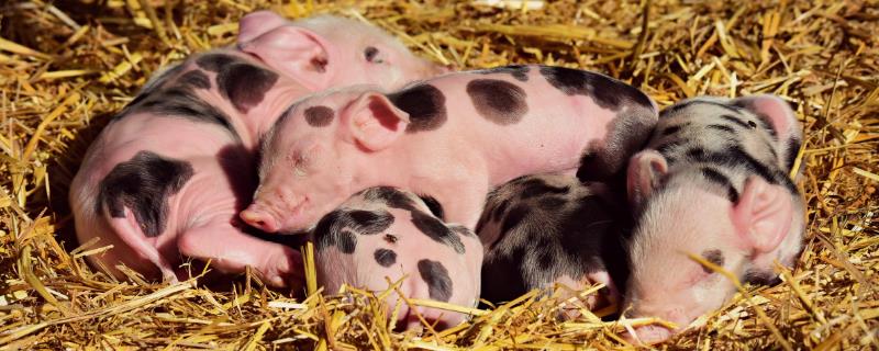 猪要睡多久，每天睡眠7.2小时左右