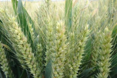 光泰68小麦品种简介，适宜播种期10月上中旬