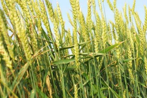 先天麦12号小麦种子特点，适宜播种期10月中下旬