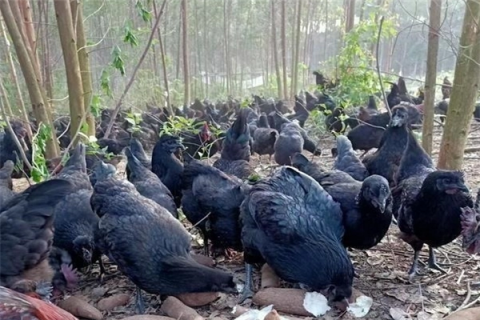 五黑鸡的缺点，不适宜养殖的原因