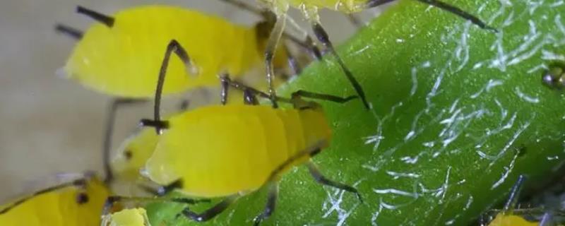 黄瓜上面的蚜虫怎么防治，可用啶虫脒等药物兑水喷雾