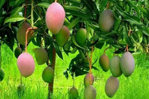 芒果树的种植，需要哪些环境和土壤
